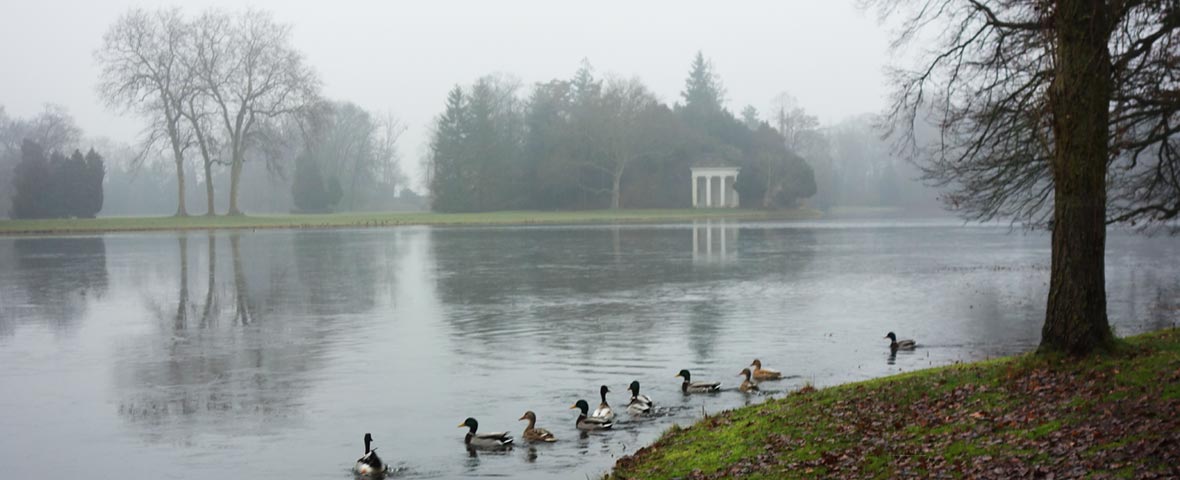 Foto: Nebel über einem See im Wörlitzer Park, nahe Dessau